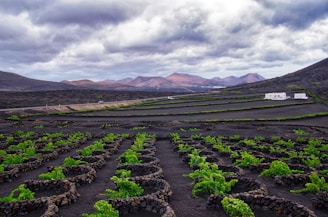 Lush volcanic soil landscape with coffee plants growing at high altitude.