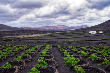 A landscape featuring terraced fields with lush green plants growing on dark volcanic soil. Low, rocky walls divide the fields. Two white buildings are situated on the right, with a range of mountains in the background. The sky is overcast with heavy clouds, adding a dramatic element to the scene.
