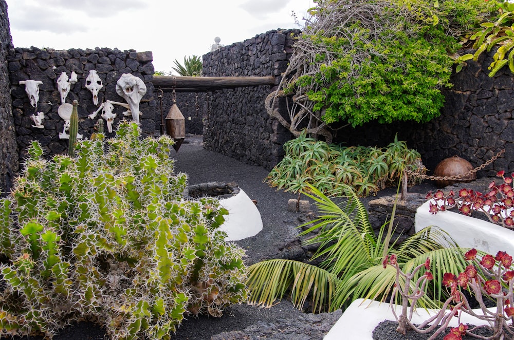 a garden area with various plants and rocks