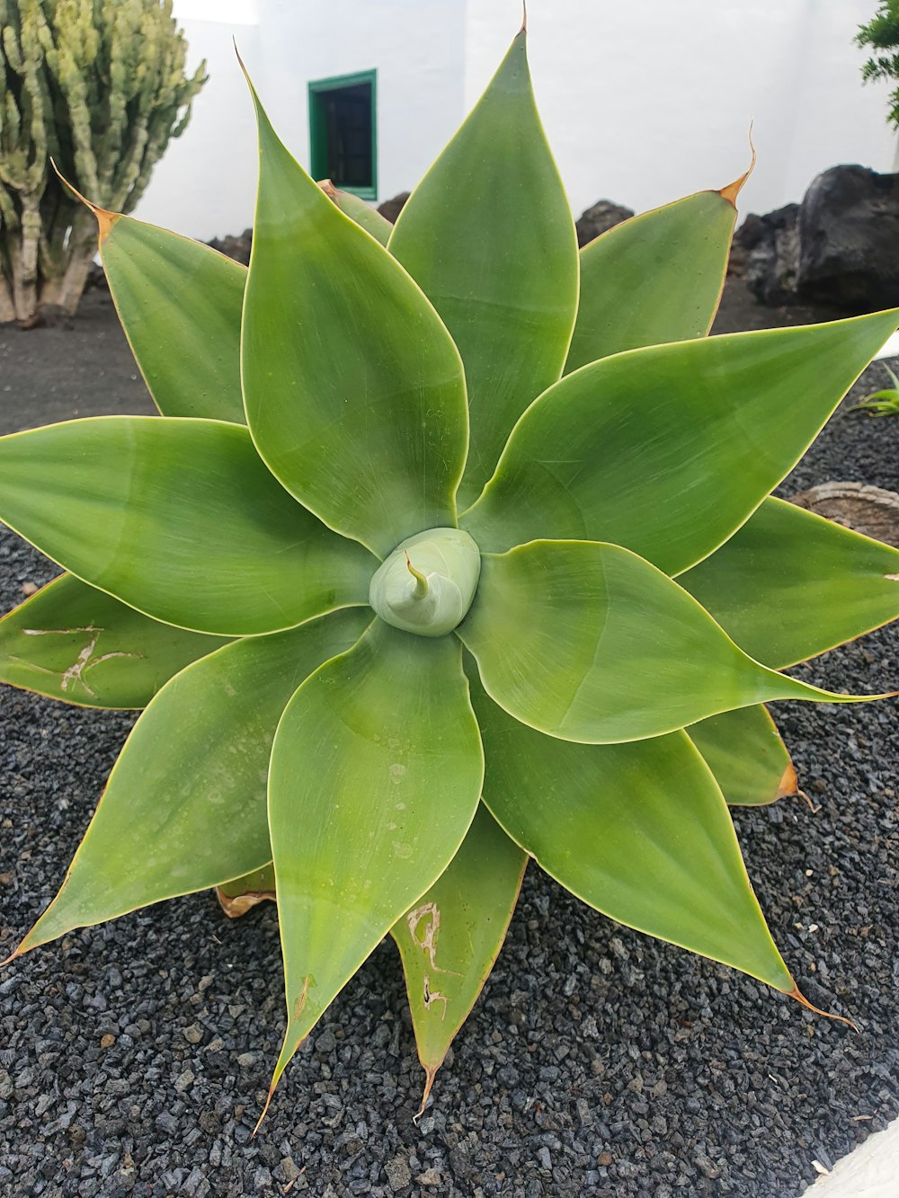 a large green plant sitting on top of a pile of gravel