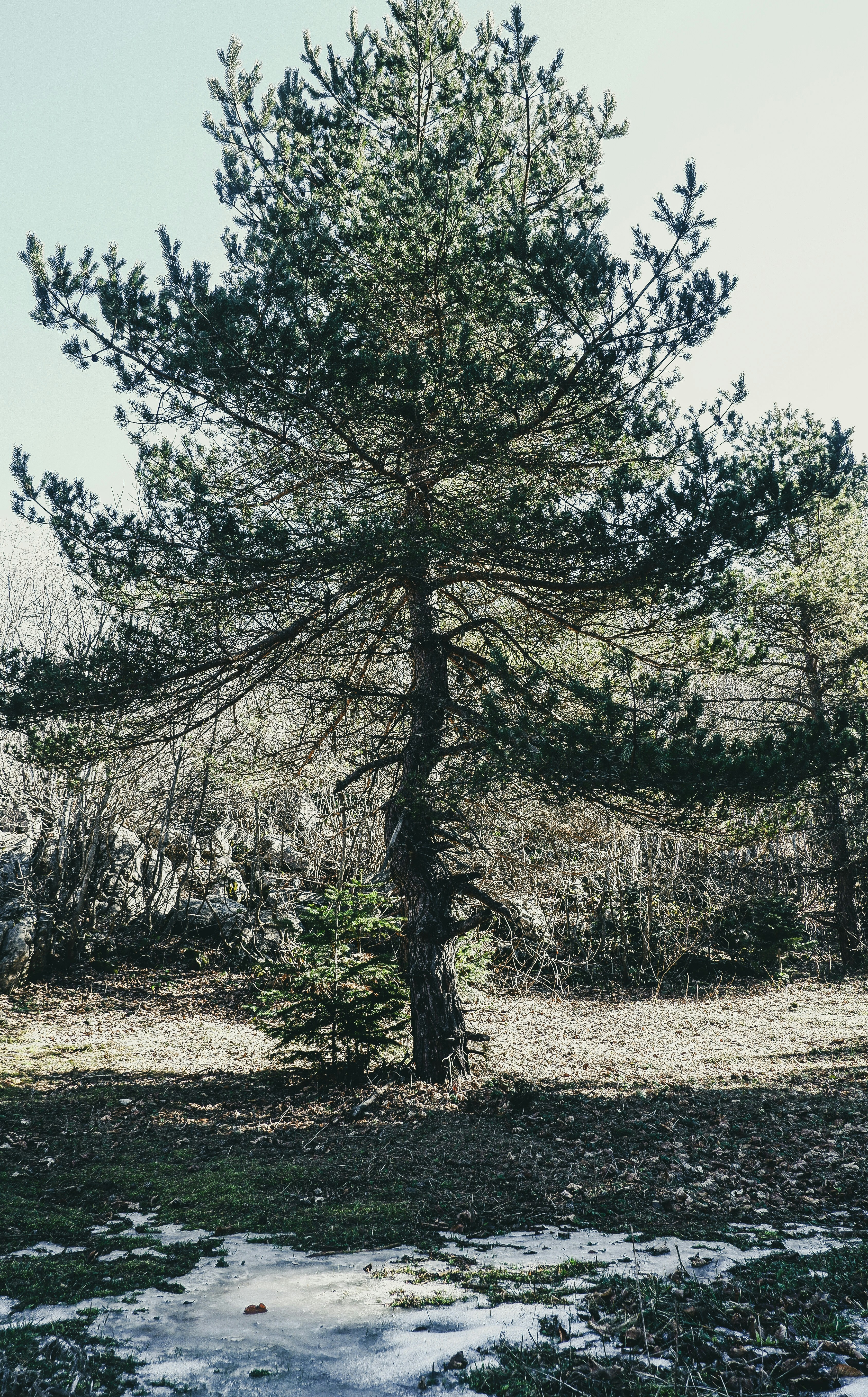 A lone pine tree in the middle of a field photo – Free Single tree ...