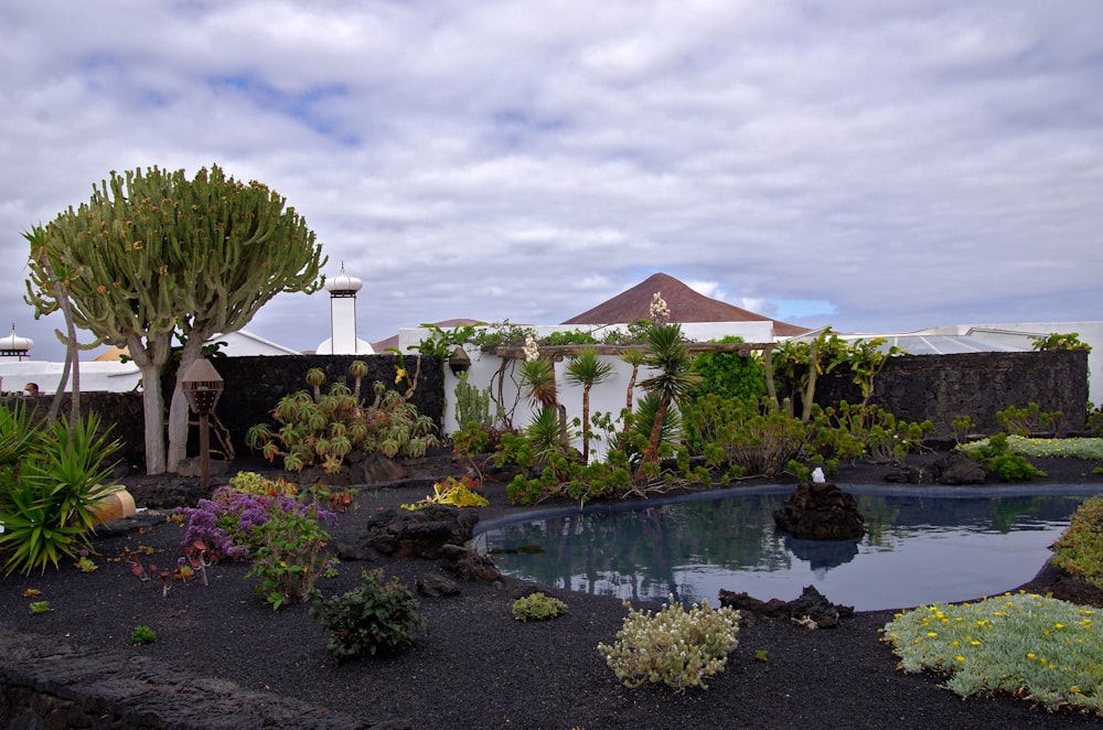 a small pool surrounded by plants and trees