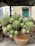 A cluster of green cacti with small spines growing in a rustic clay pot. The background features a partially visible outdoor setting with a blurred building, displaying a door painted in teal.