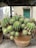 A cluster of green cacti with small spines growing in a rustic clay pot. The background features a partially visible outdoor setting with a blurred building, displaying a door painted in teal.