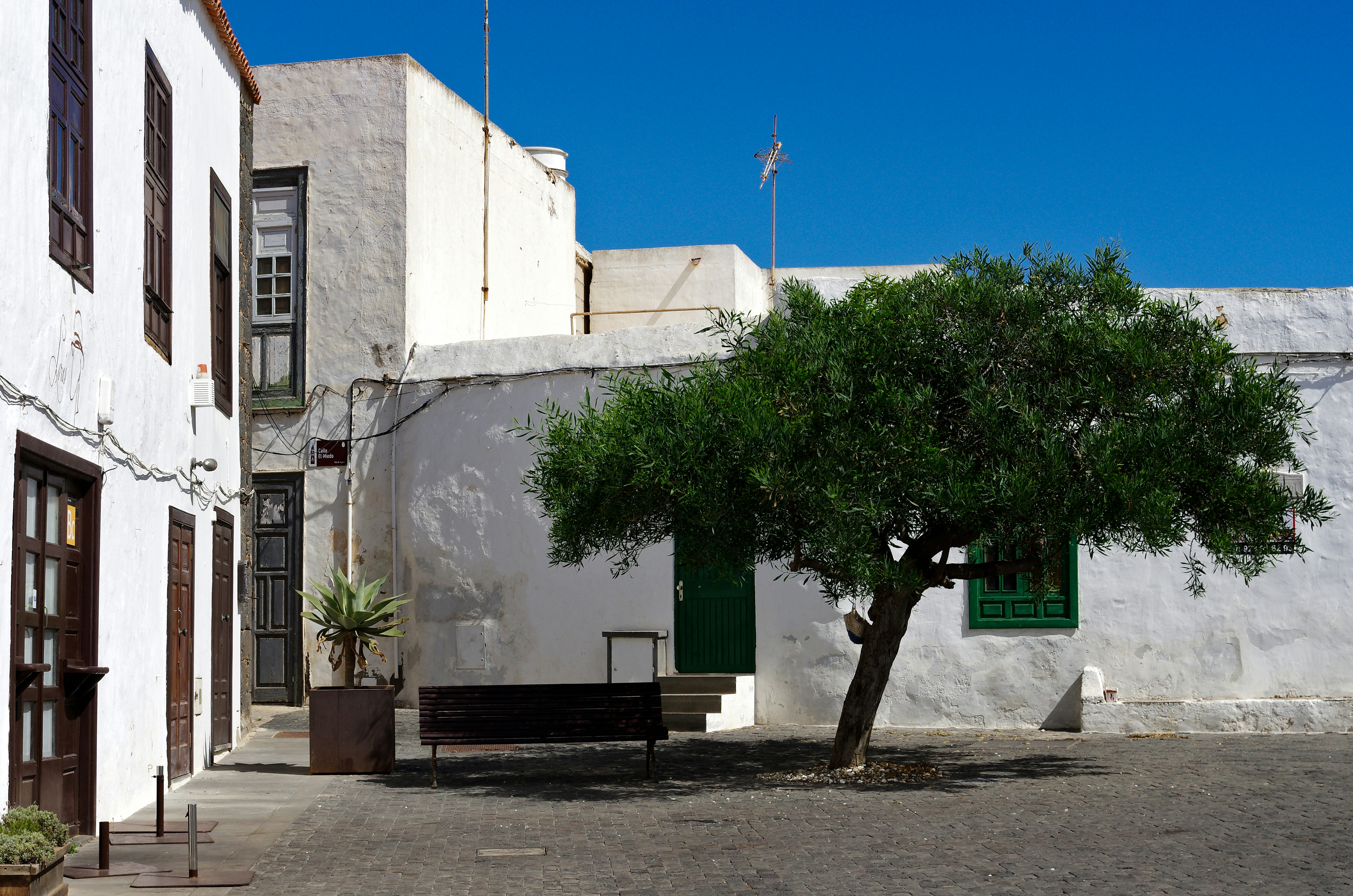 a tree in front of a white building
