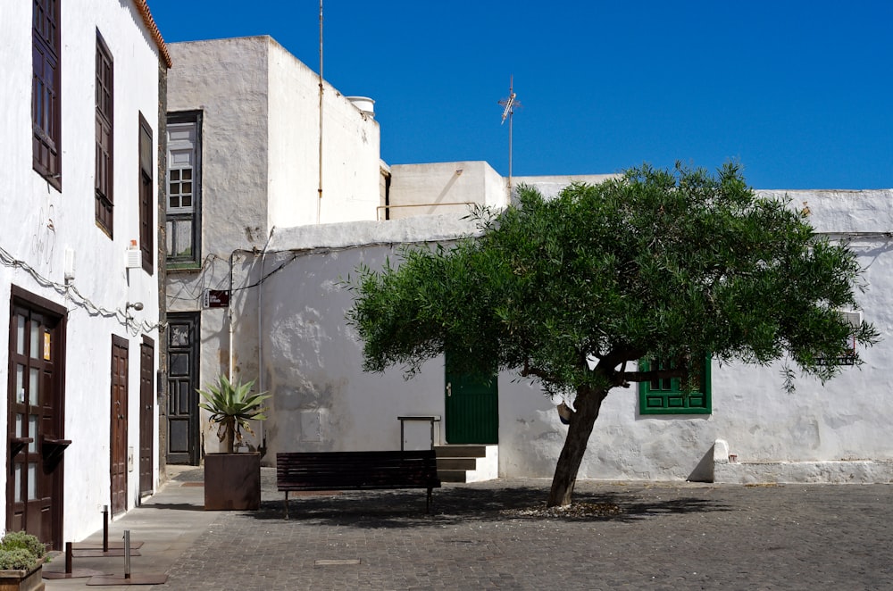 a tree in front of a white building