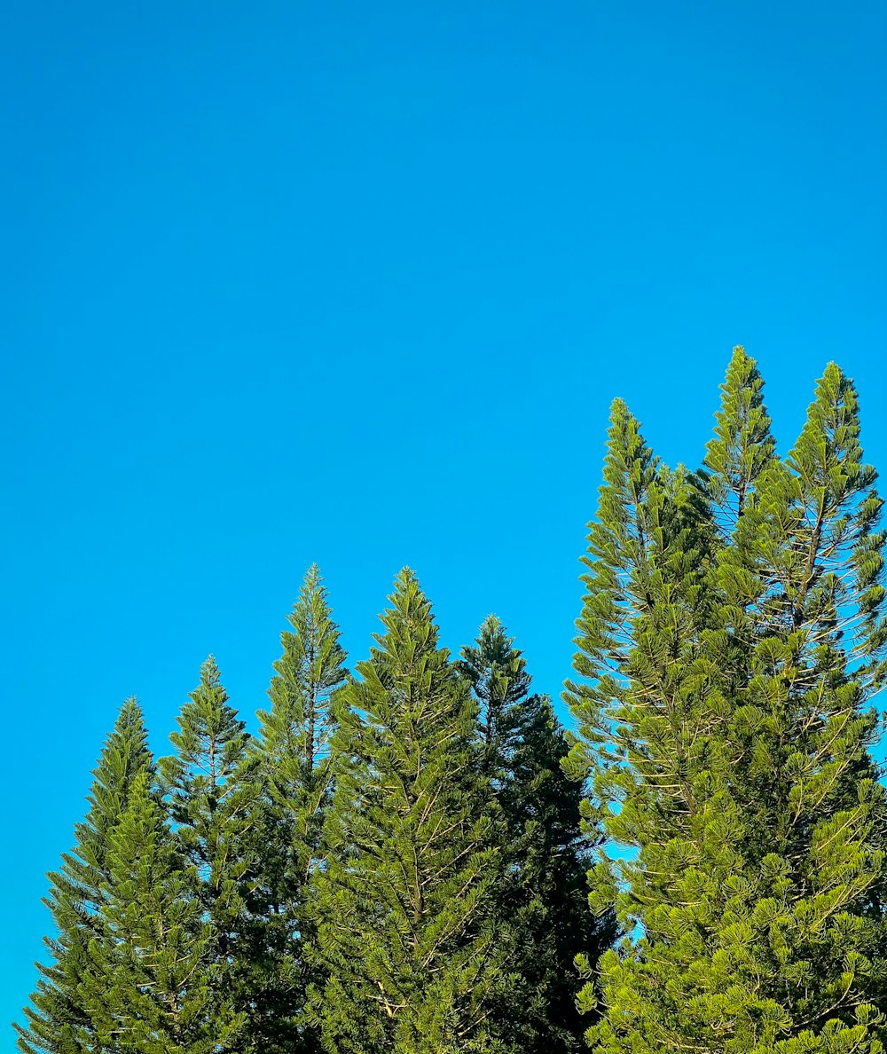 a group of trees with a blue sky in the background