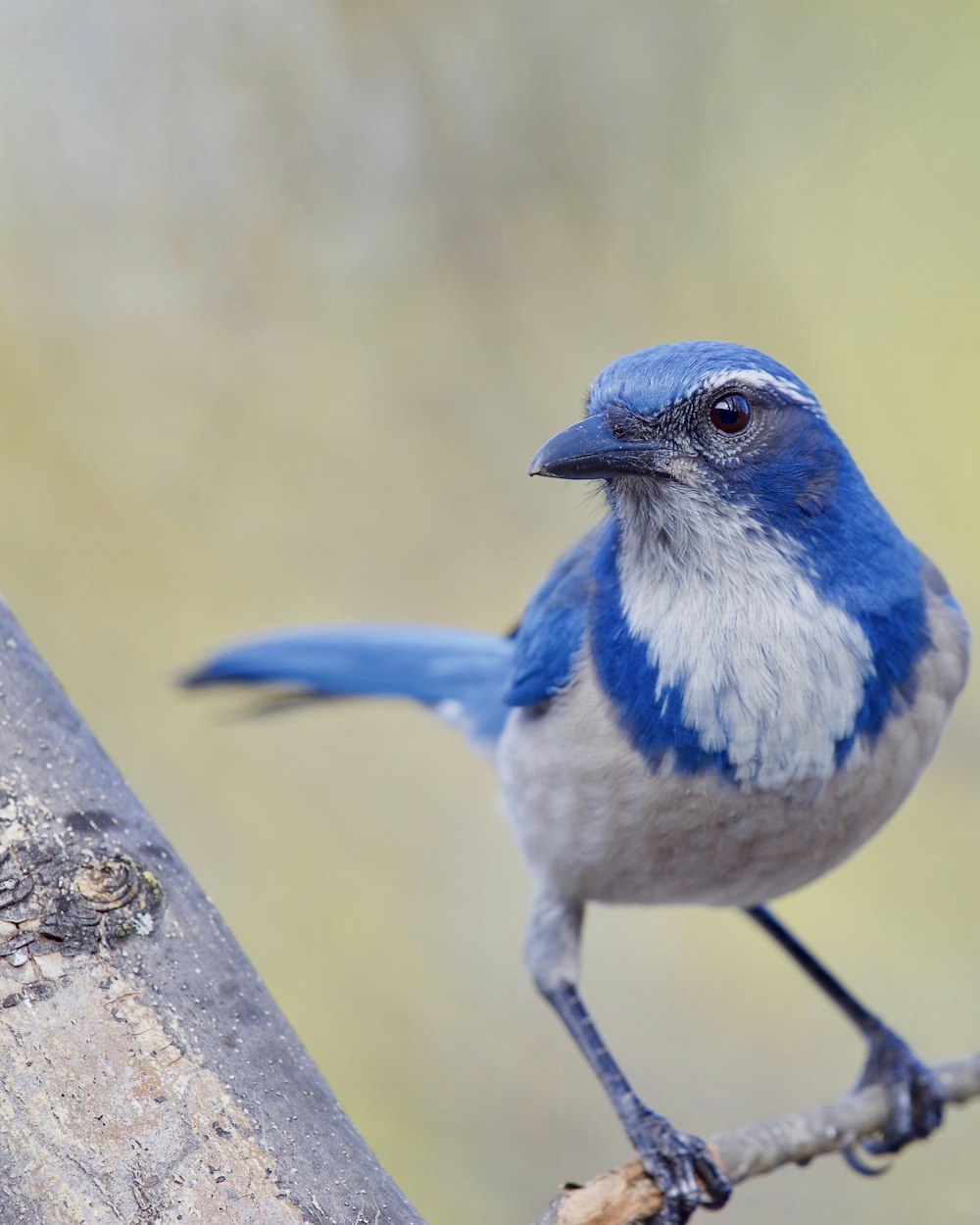 a blue and white bird perched on a tree branch