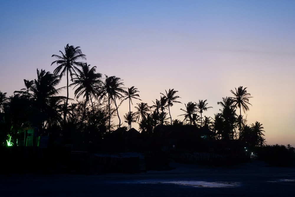 palm trees are silhouetted against the evening sky