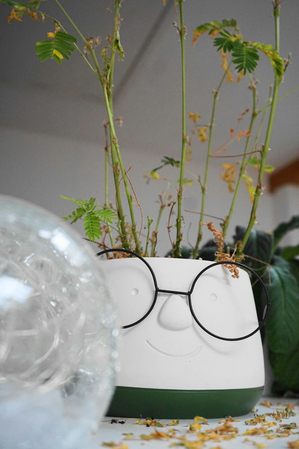 a potted plant with glasses on top of it