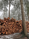 A large stack of cut logs is neatly arranged in a forest setting. Tall trees surround the area, their branches lightly dusted with snow, creating a serene winter atmosphere. The logs vary in size but are uniformly stacked, suggesting recent logging activity.