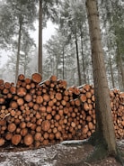 A large stack of cut logs is neatly arranged in a forest setting. Tall trees surround the area, their branches lightly dusted with snow, creating a serene winter atmosphere. The logs vary in size but are uniformly stacked, suggesting recent logging activity.