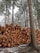 A large stack of cut logs is neatly arranged in a forest setting. Tall trees surround the area, their branches lightly dusted with snow, creating a serene winter atmosphere. The logs vary in size but are uniformly stacked, suggesting recent logging activity.