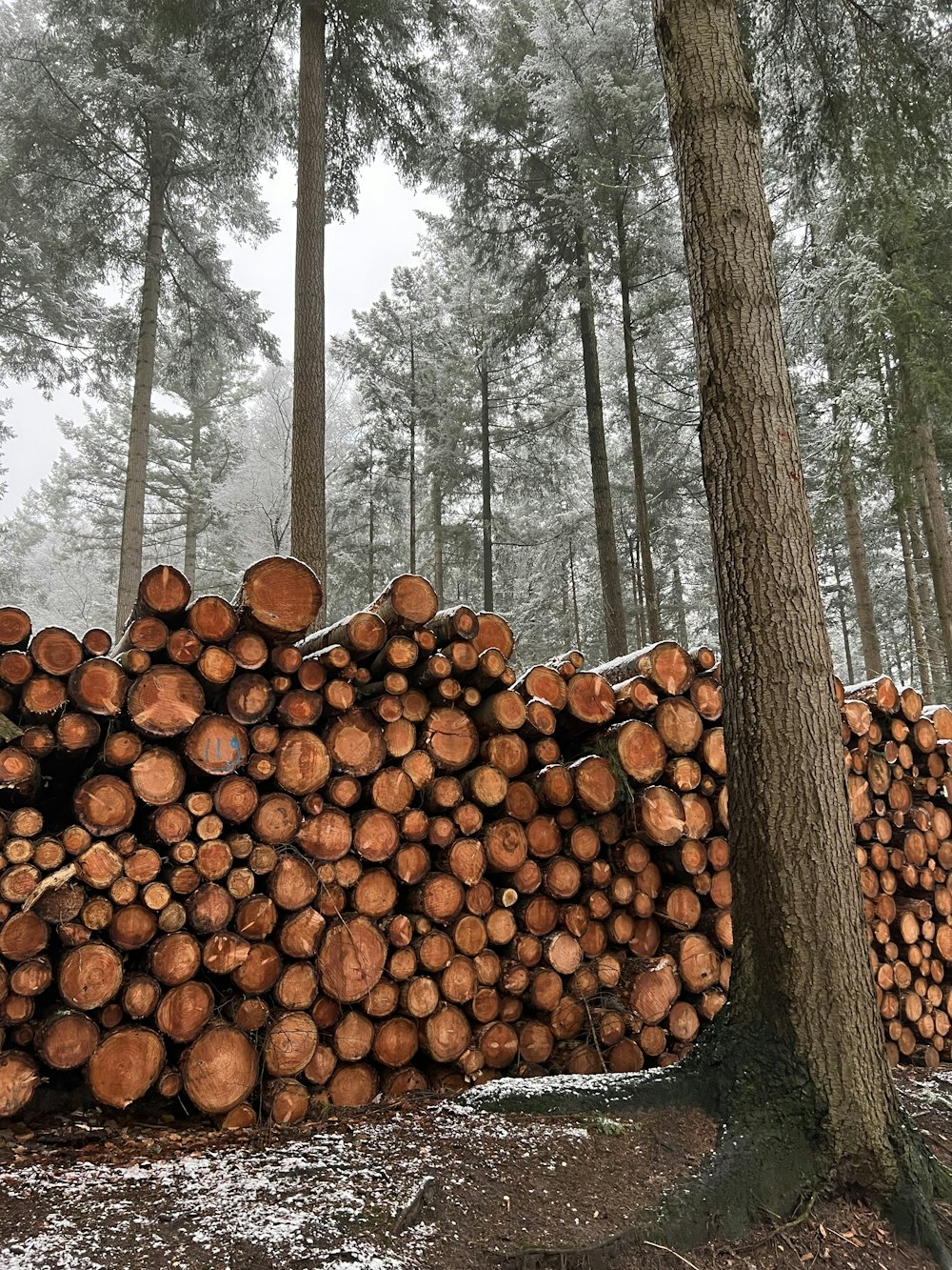 a pile of logs sitting in the middle of a forest