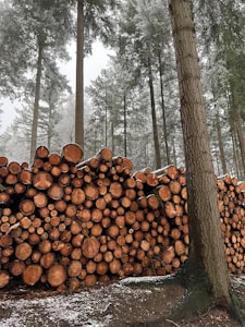 A large stack of cut logs is neatly arranged in a forest setting. Tall trees surround the area, their branches lightly dusted with snow, creating a serene winter atmosphere. The logs vary in size but are uniformly stacked, suggesting recent logging activity.