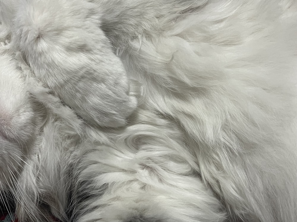 a close up of a cat laying on a bed