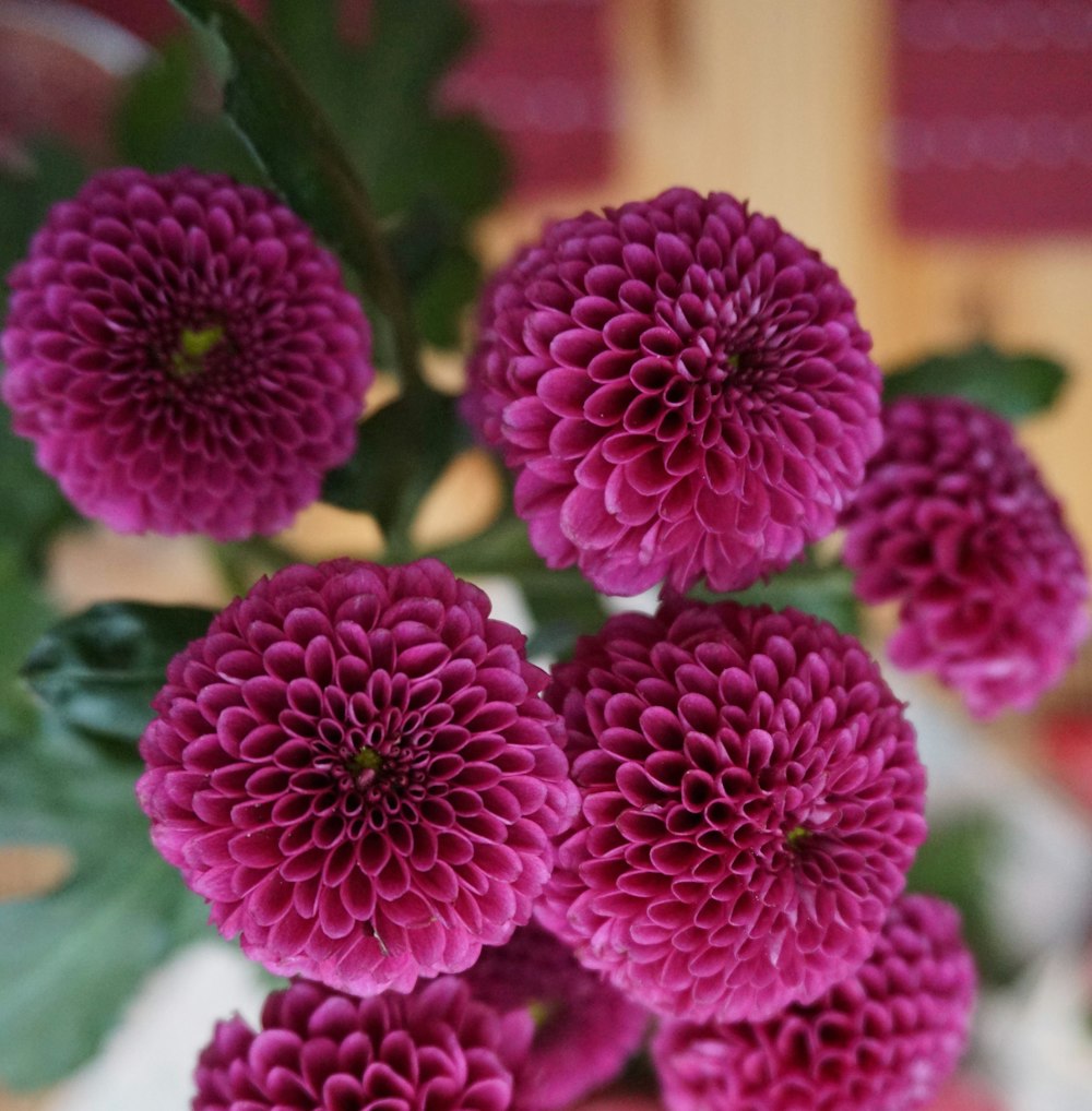 a vase filled with purple flowers on top of a table