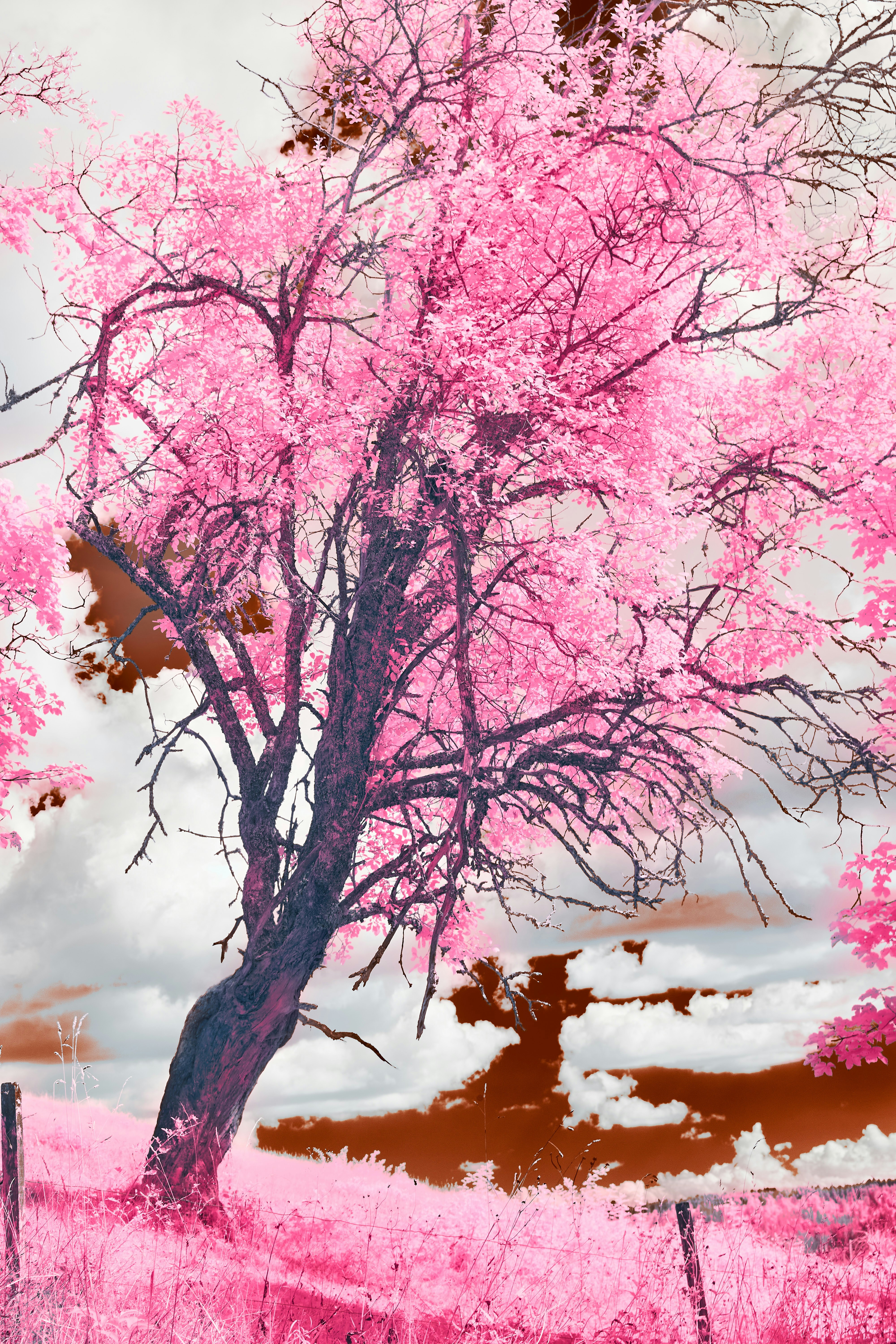 Photo by wolfgang_hasselmann