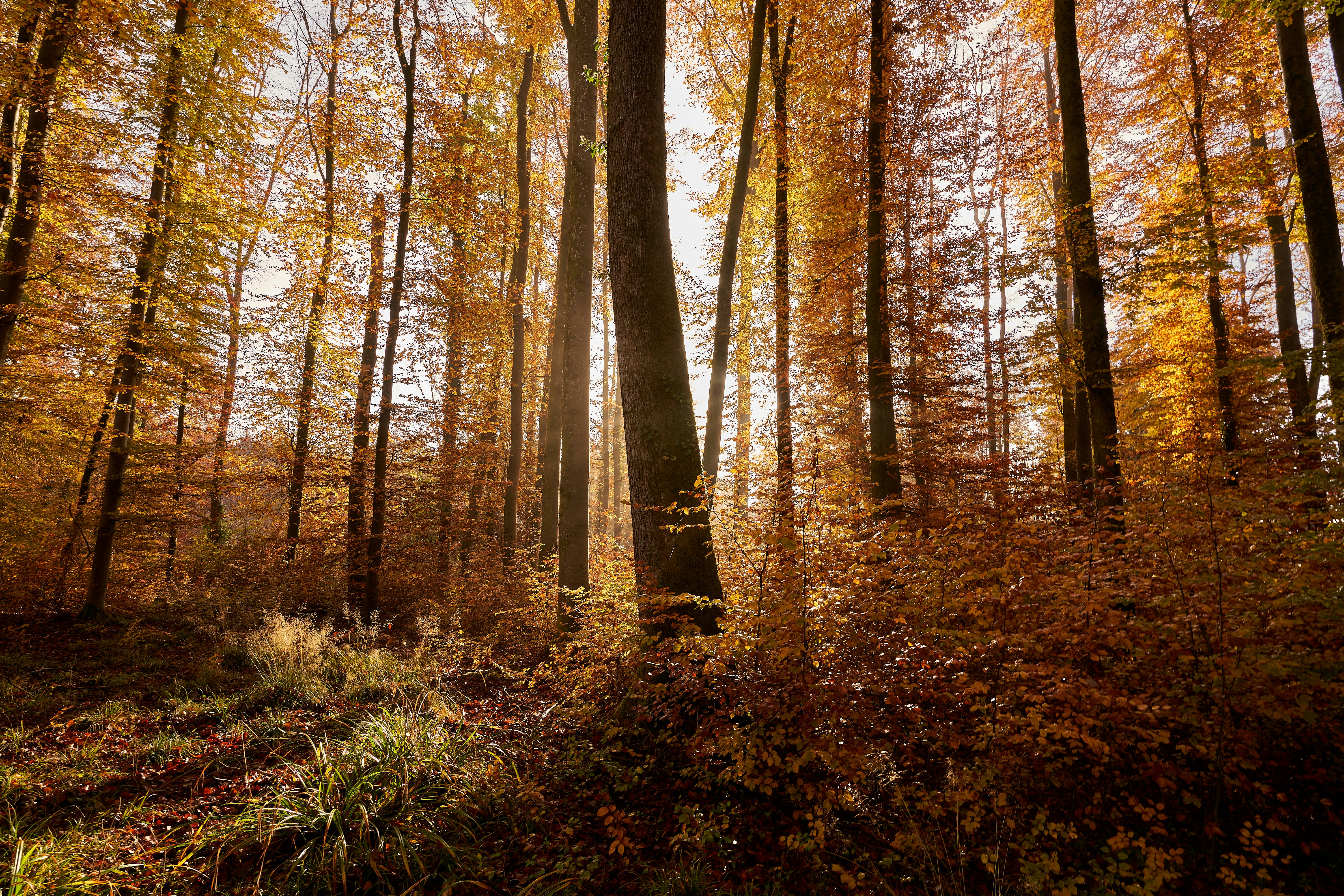 A forest filled with lots of tall trees