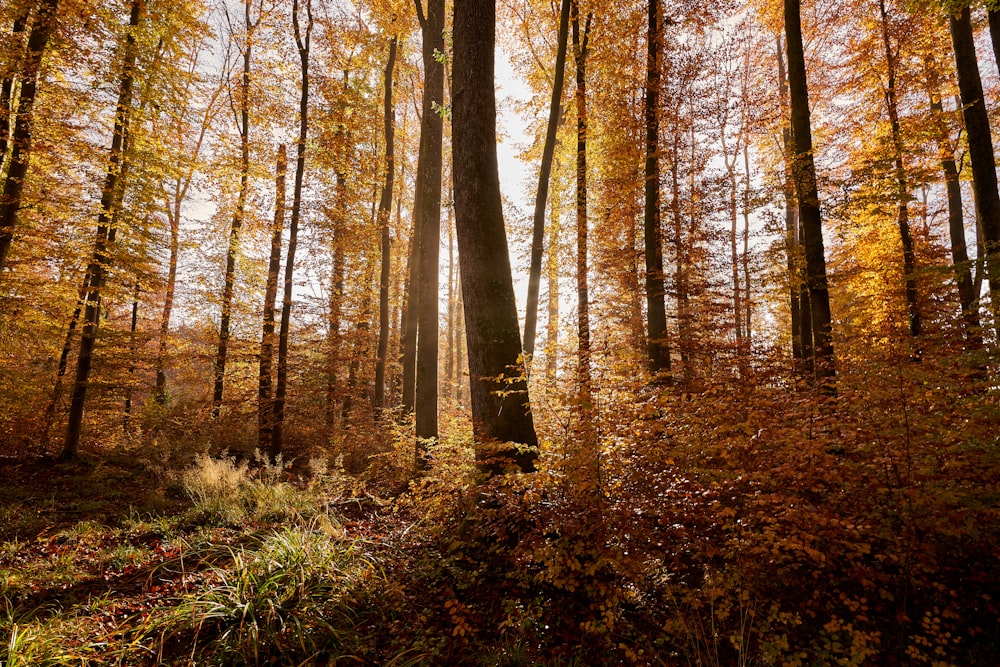 a forest filled with lots of tall trees