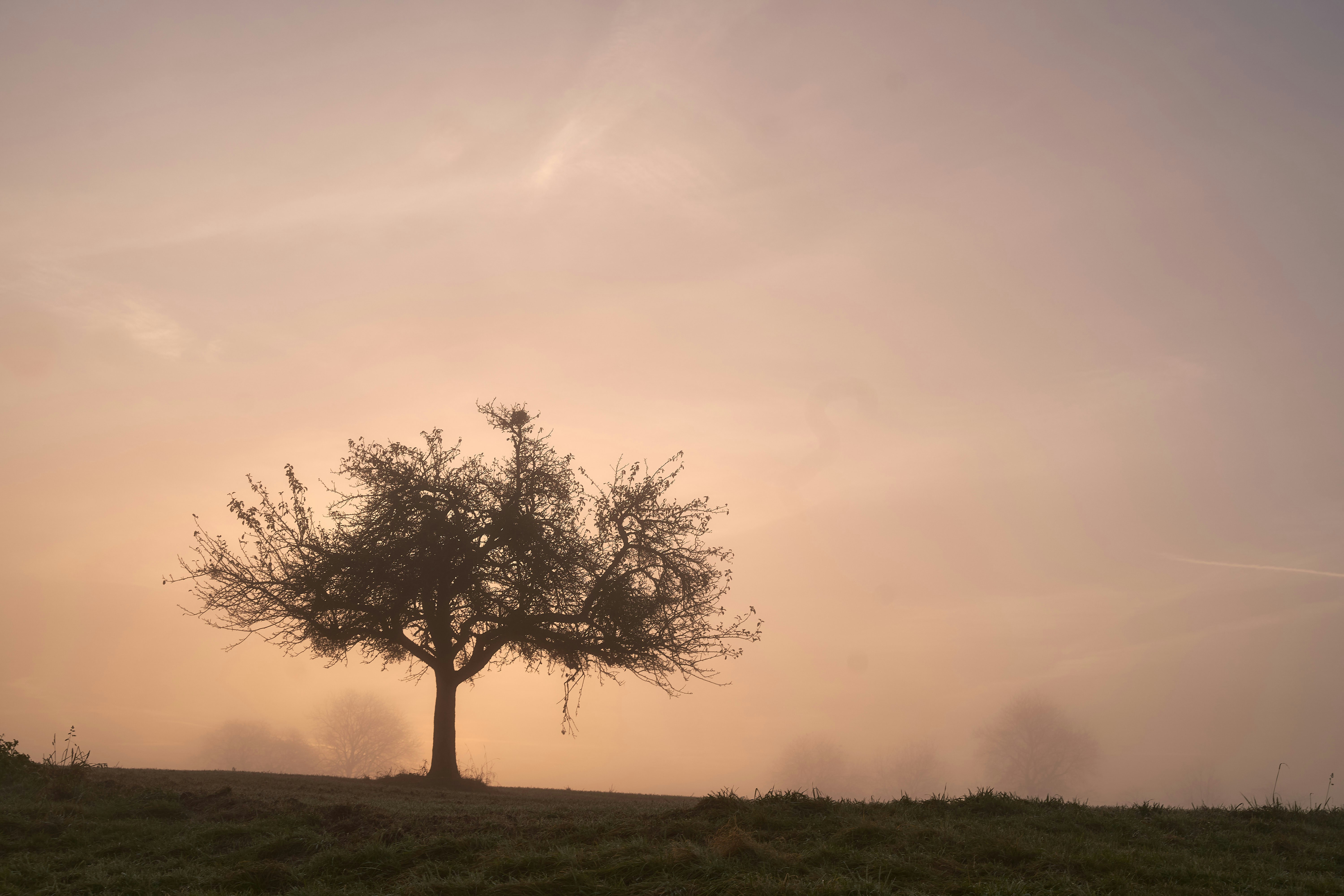 Photo by wolfgang_hasselmann