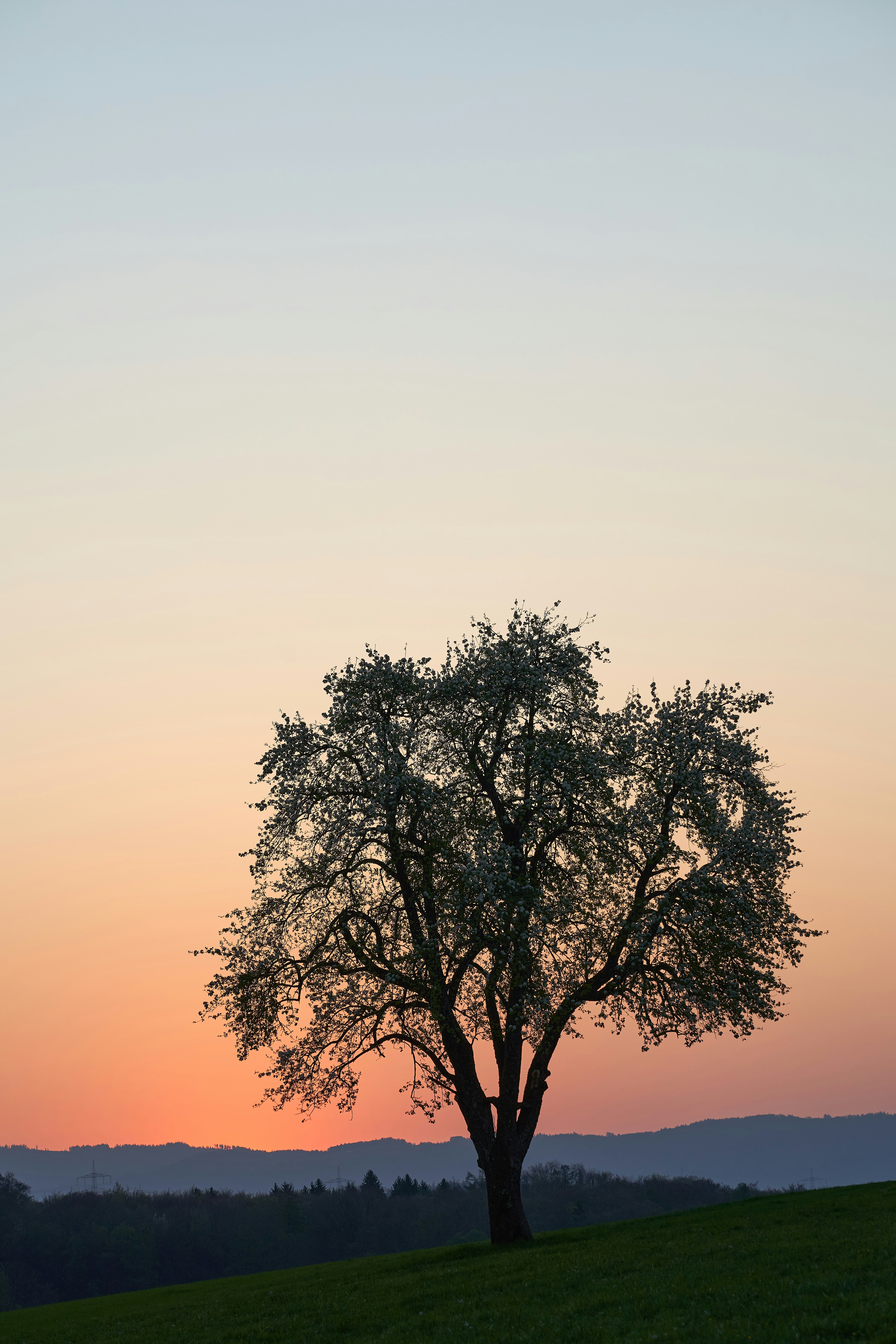 Photo by wolfgang_hasselmann