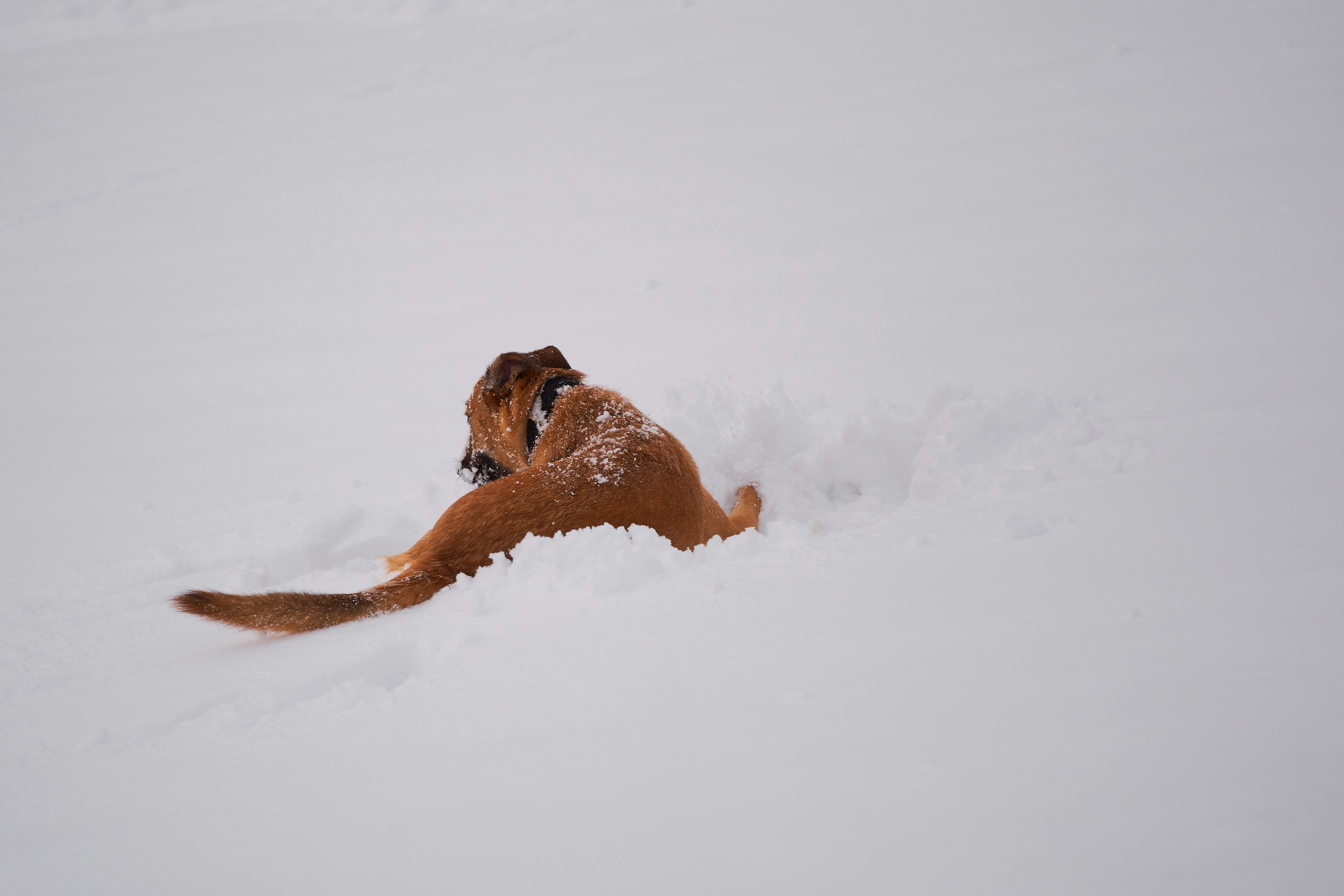 A brown dog is playing in the snow