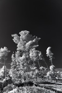 Tall trees in a forested area are captured in an infrared style, giving the foliage a bright, almost glowing appearance contrasted against a dark sky. The landscape appears serene with a slightly surreal atmosphere due to the unique color treatment.