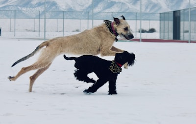 A group of dogs playing together on a grassy meadow with snowy peaks in the background.