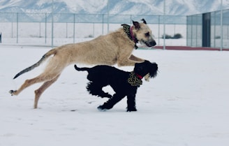 A group of dogs playing together on a grassy meadow with snowy peaks in the background.