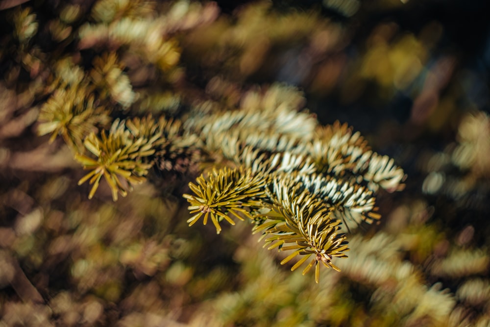 a close up of a pine tree branch