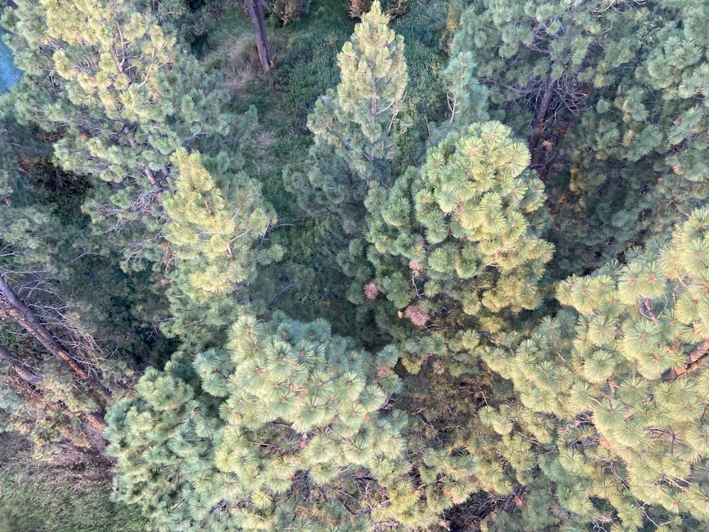 an aerial view of a group of trees