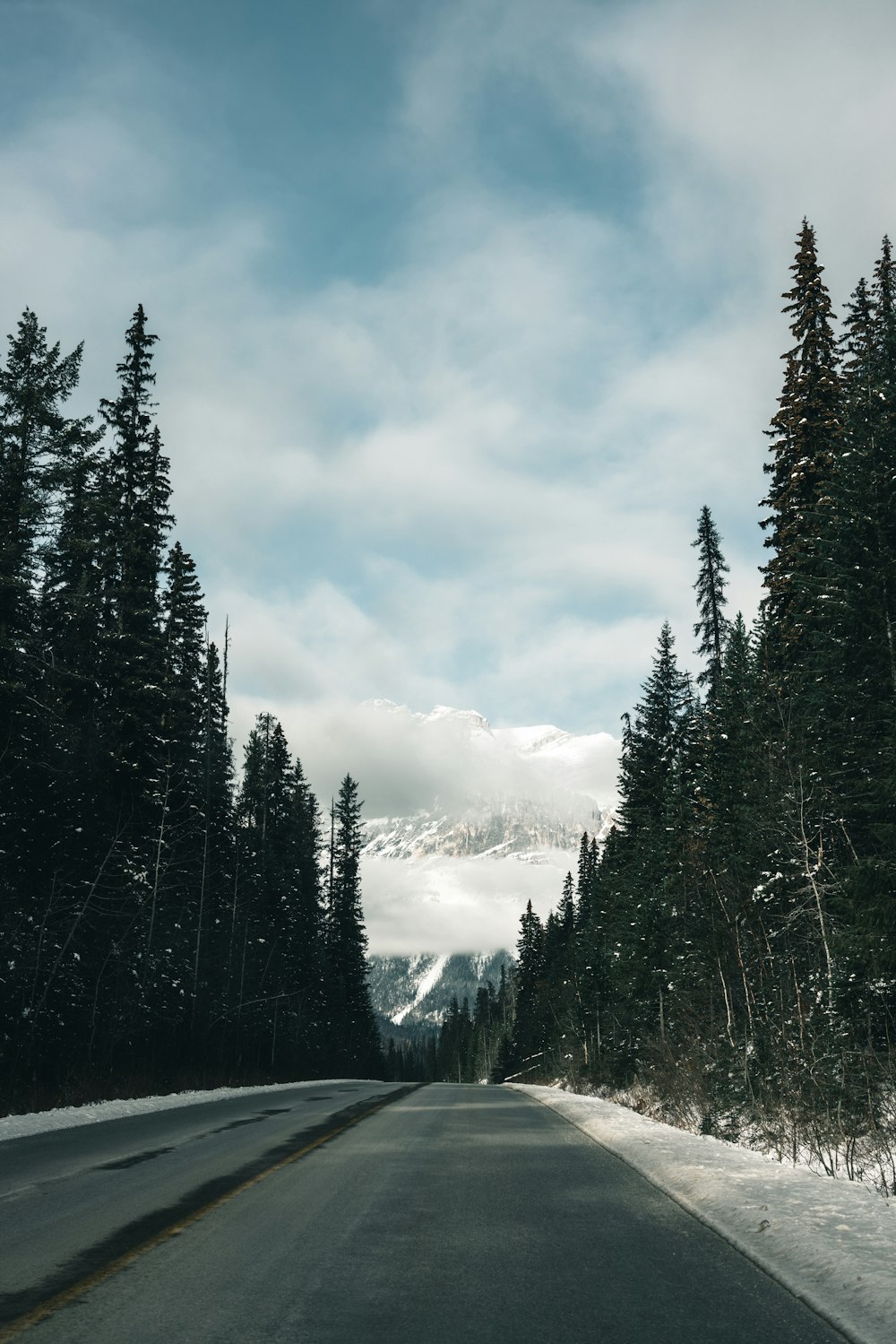 a road with snow and trees on both sides