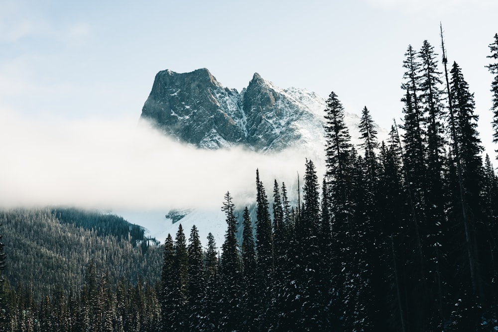 a mountain covered in snow surrounded by trees