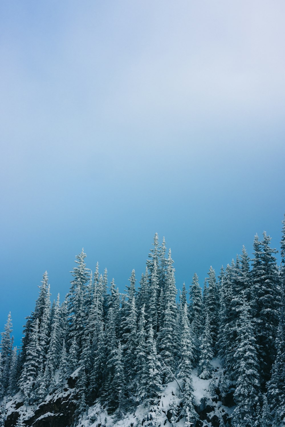 a snow covered forest with a blue sky in the background