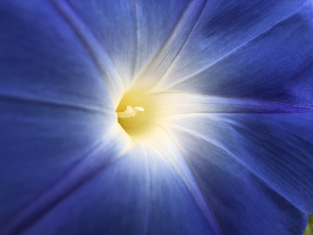 a close up of a blue flower with a yellow center