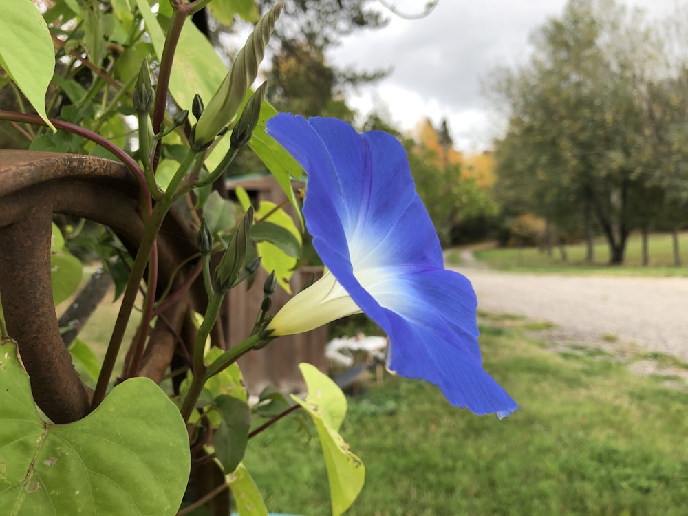 a blue flower is growing on a tree