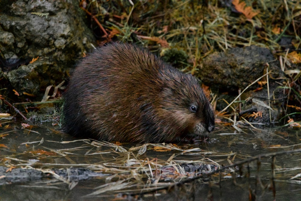 un castor dans l’eau à la recherche de nourriture