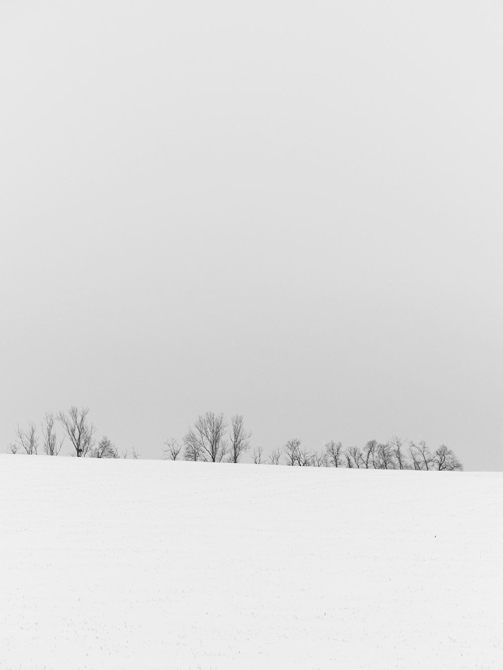 a black and white photo of trees in the snow