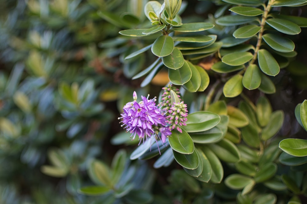 a close up of a purple flower surrounded by green leaves