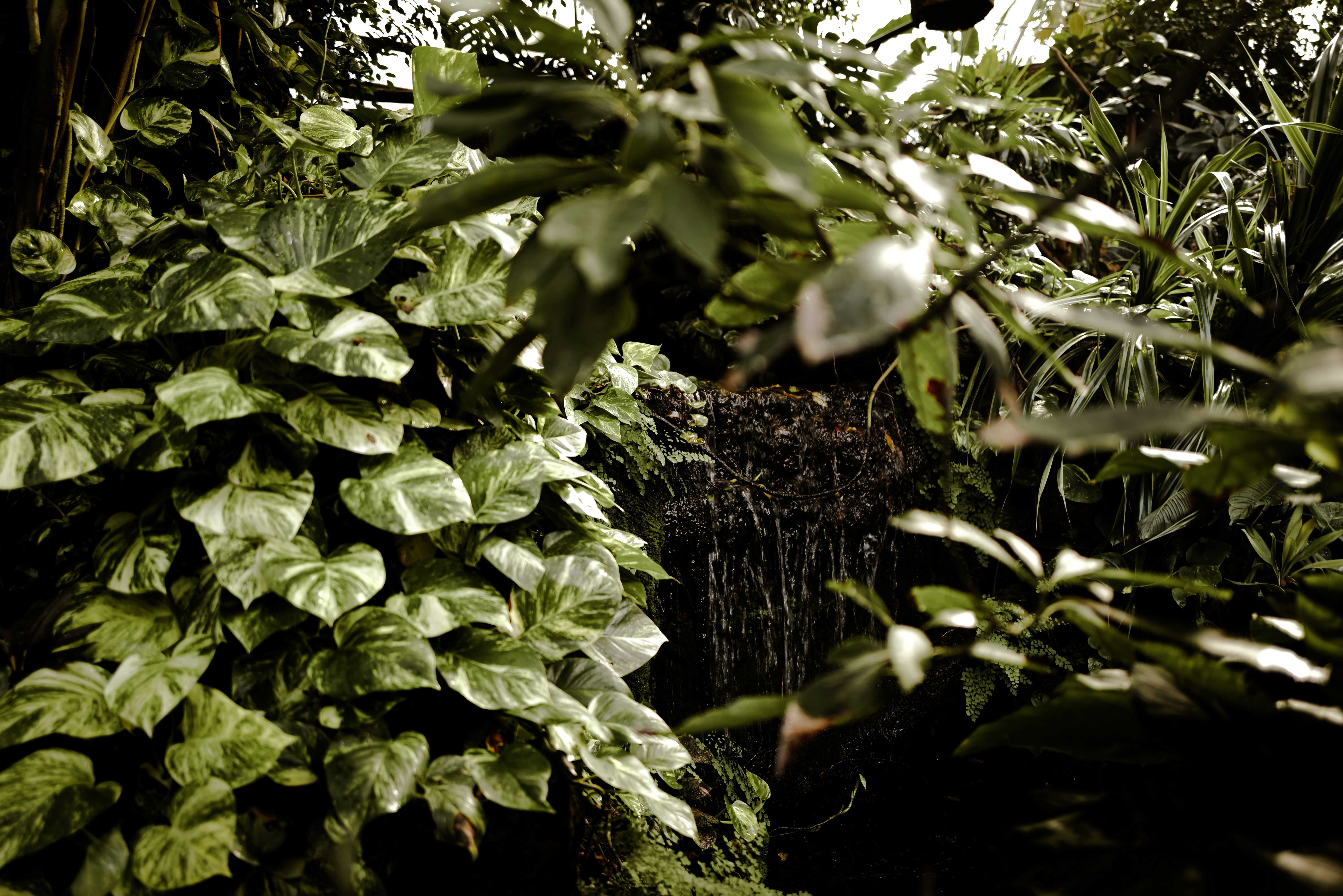 Una lussureggiante foresta verde piena di molte piante