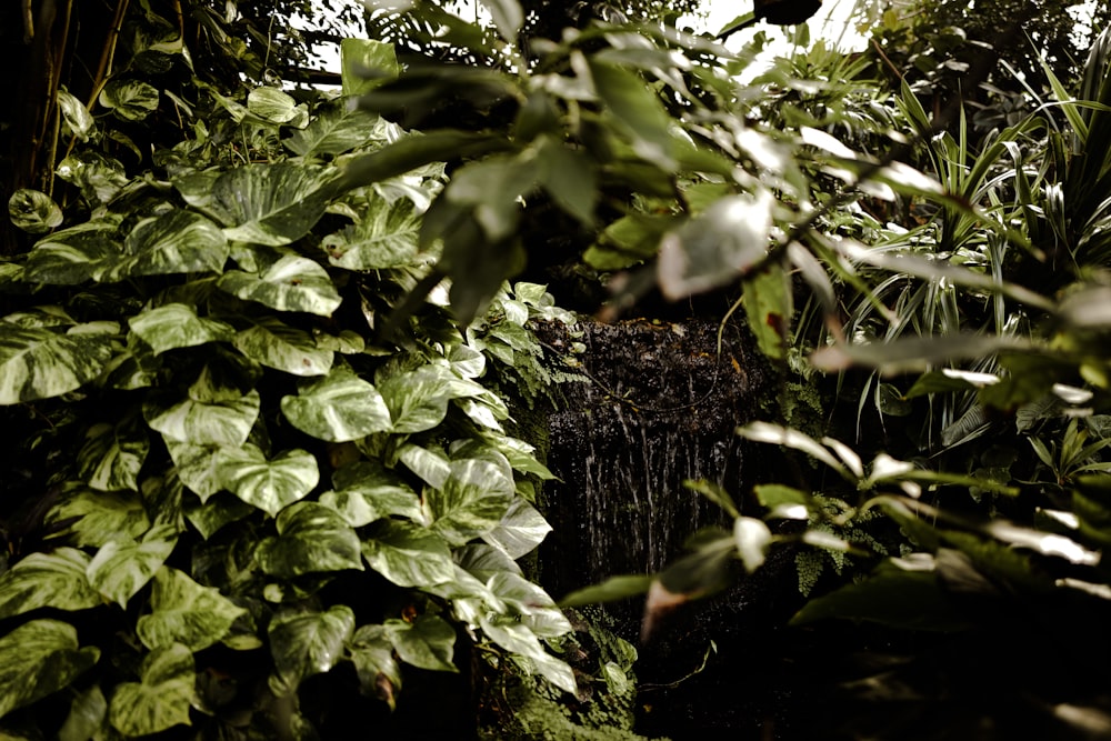 a lush green forest filled with lots of plants