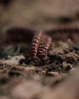A close-up of a millipede crawling over a rough, earthy surface. The focus is on the segmented body, showcasing its reddish-brown exoskeleton in detail.