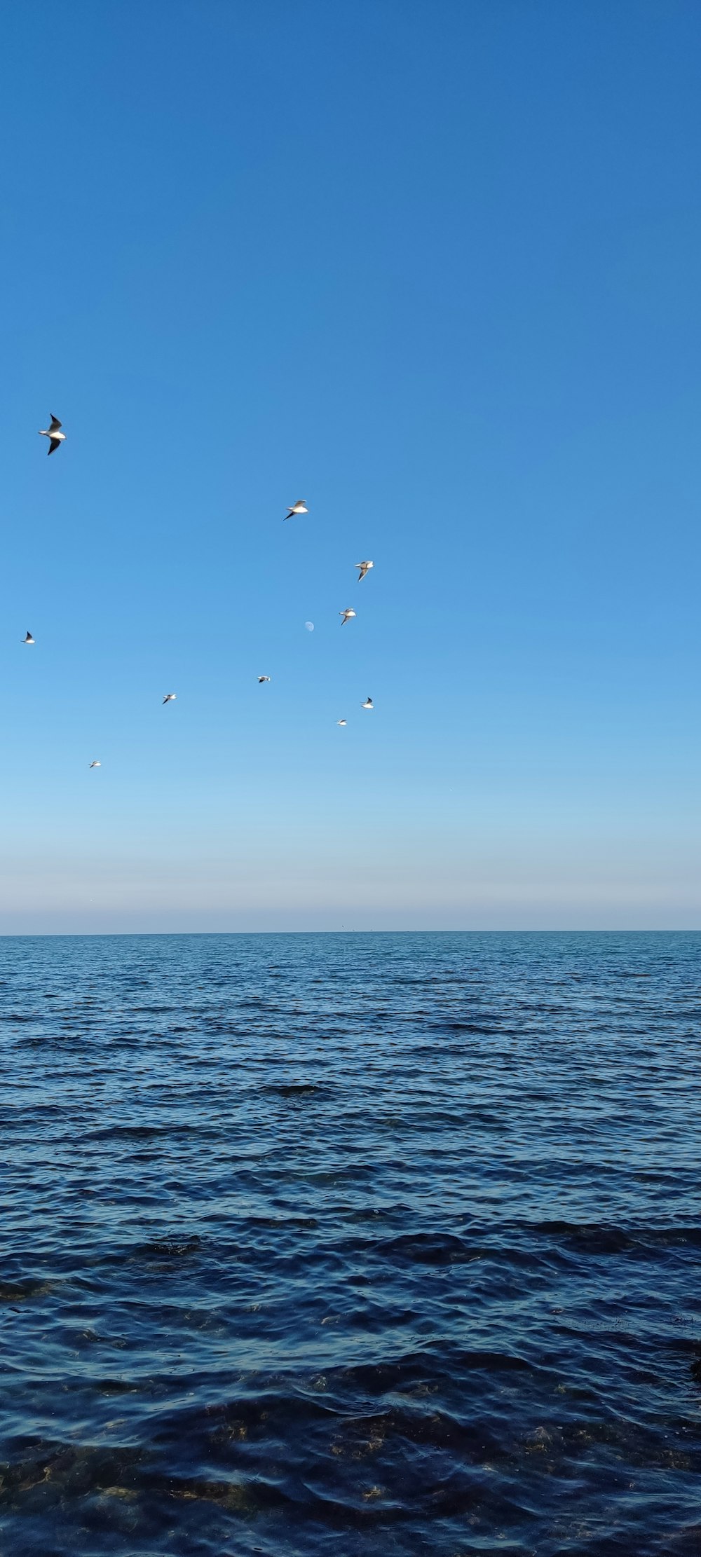 a group of birds flying over a large body of water