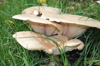 a group of mushrooms sitting on top of a lush green field