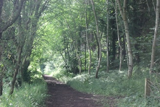 A serene image of a forest path shaded by tall trees.