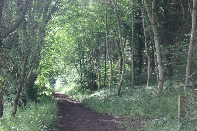 A serene image of a forest path shaded by tall trees.