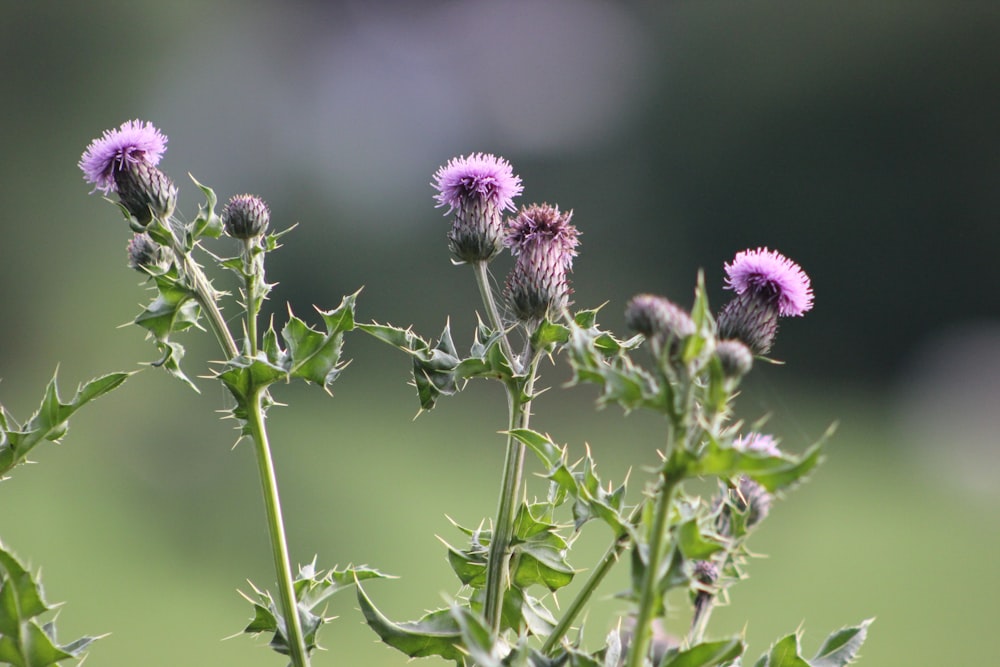 Un primer plano de una planta con flores púrpuras