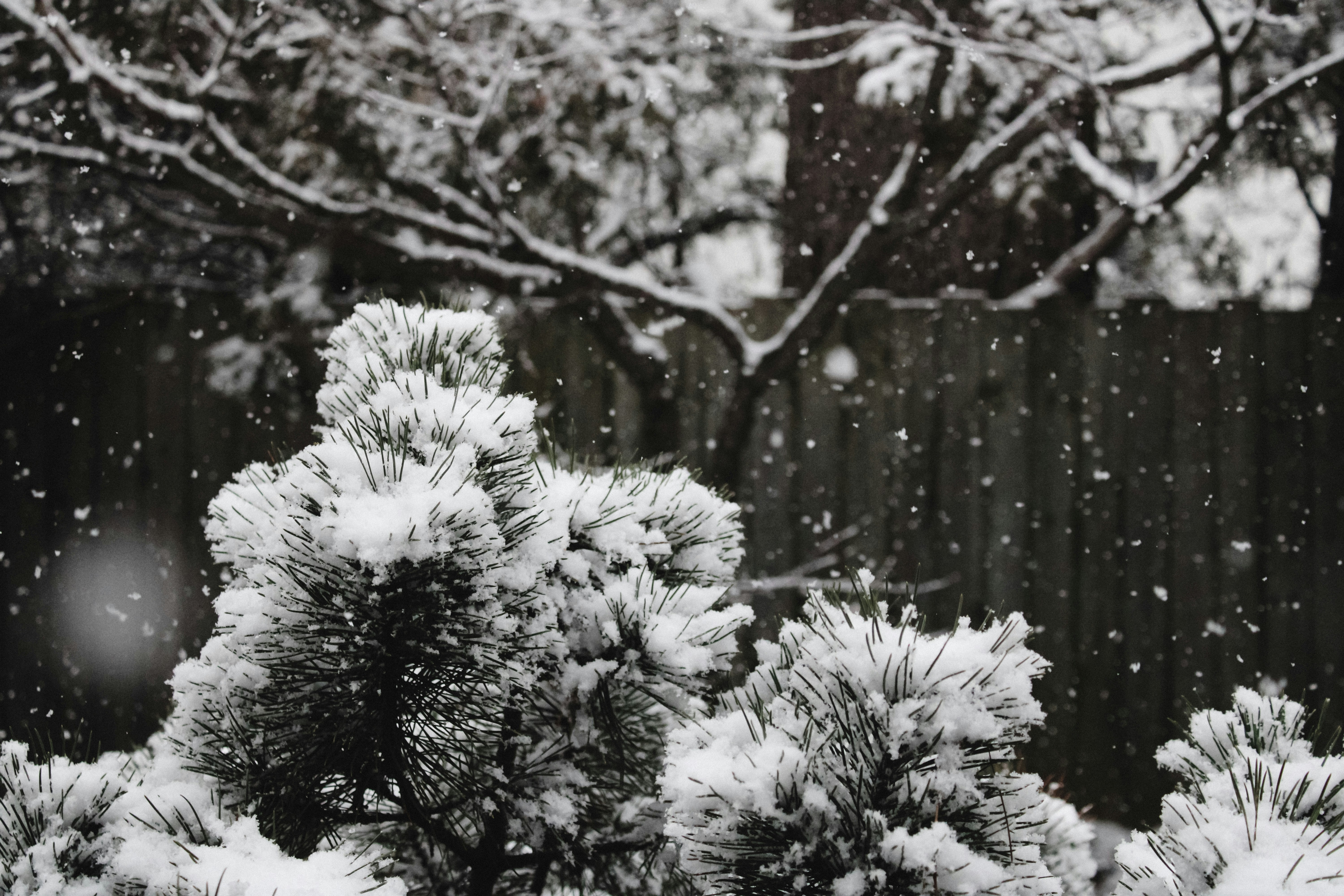 Photo by linusbelanger