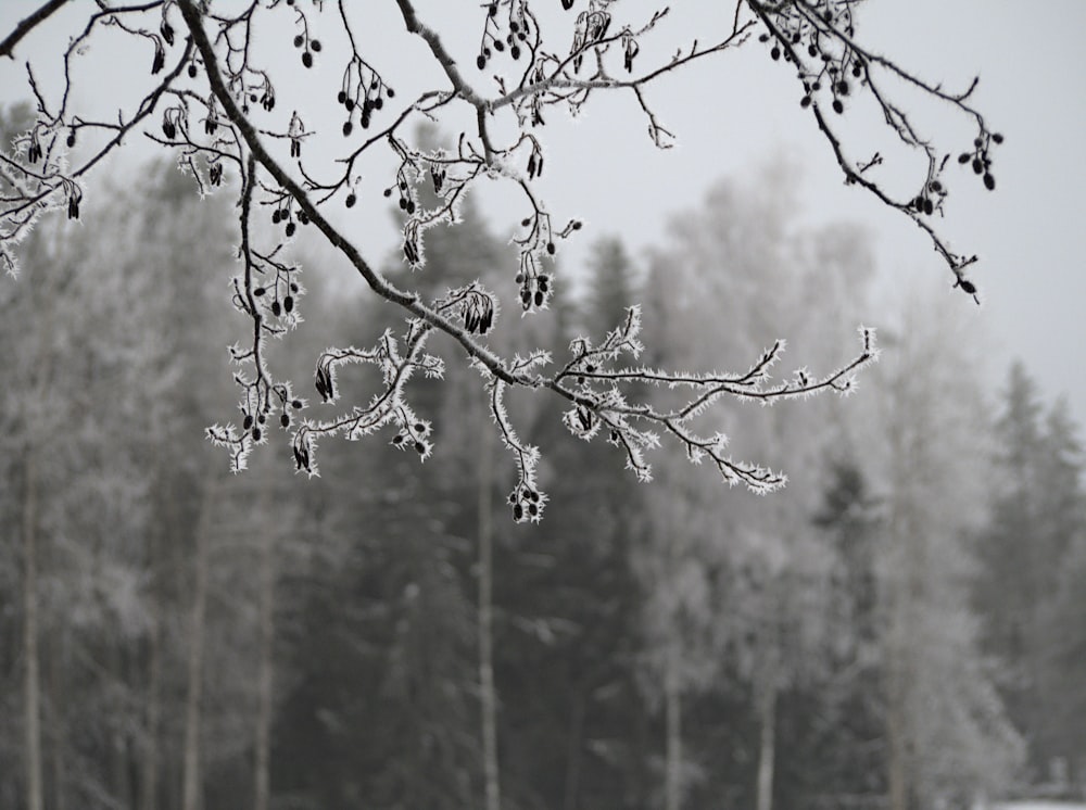 a snow covered tree branch in front of a forest